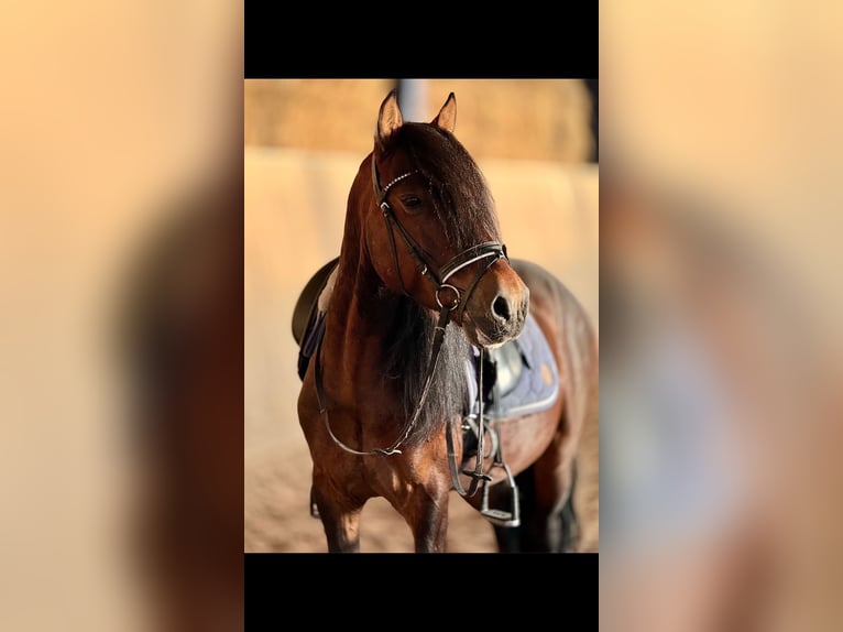 Meer ponys/kleine paarden Ruin 8 Jaar 141 cm Bruin in BexbachBexbach