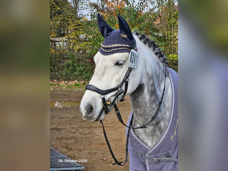 Meer ponys/kleine paarden Ruin 8 Jaar 142 cm Buckskin in Seevetal