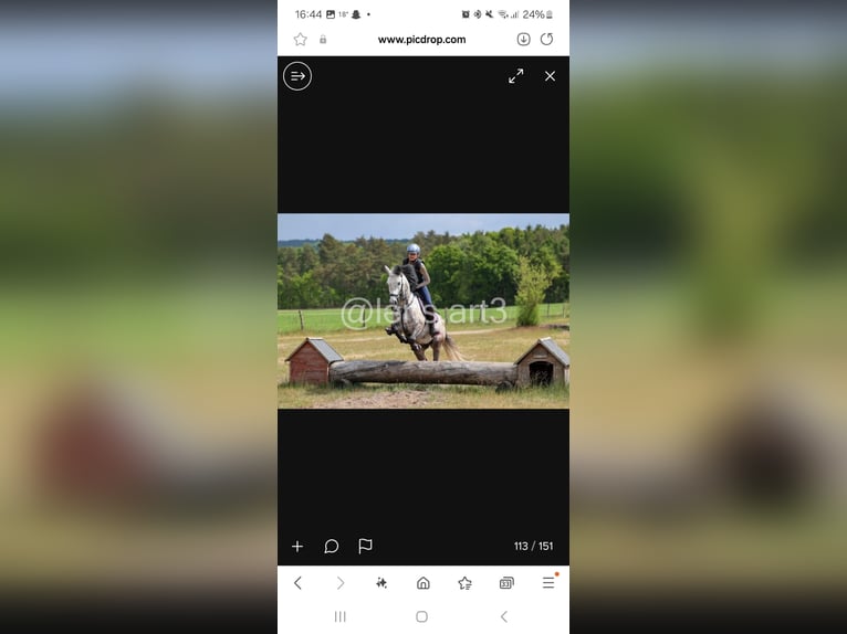 Meer ponys/kleine paarden Ruin 8 Jaar 142 cm Buckskin in Seevetal