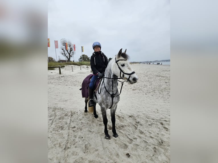 Meer ponys/kleine paarden Ruin 8 Jaar 142 cm Buckskin in Seevetal