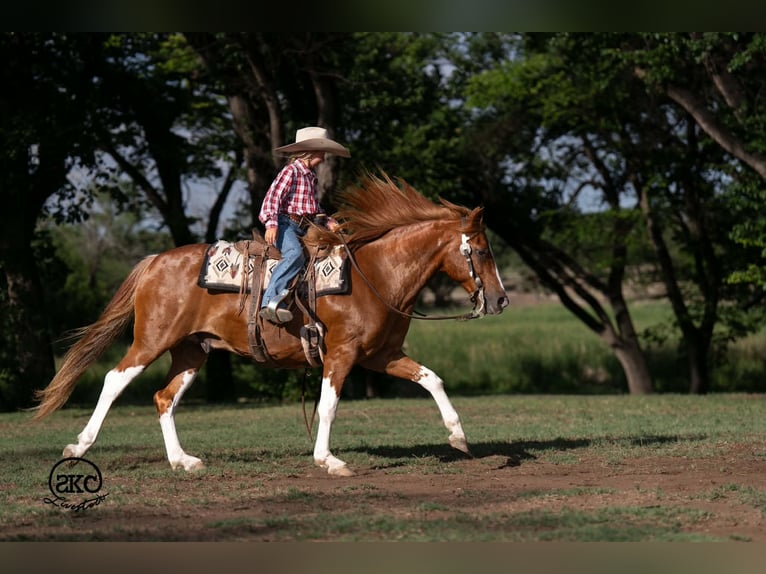 Meer ponys/kleine paarden Ruin 8 Jaar 142 cm Gevlekt-paard in Canyon