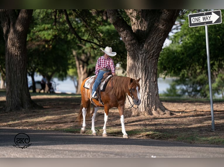 Meer ponys/kleine paarden Ruin 8 Jaar 142 cm Gevlekt-paard in Canyon