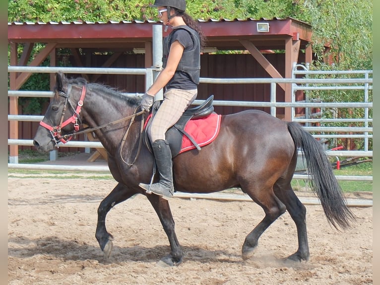 Meer ponys/kleine paarden Ruin 8 Jaar 144 cm Zwart in Rudersdorf