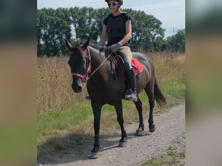 Meer ponys/kleine paarden Ruin 8 Jaar 144 cm Zwart in Rudersdorf