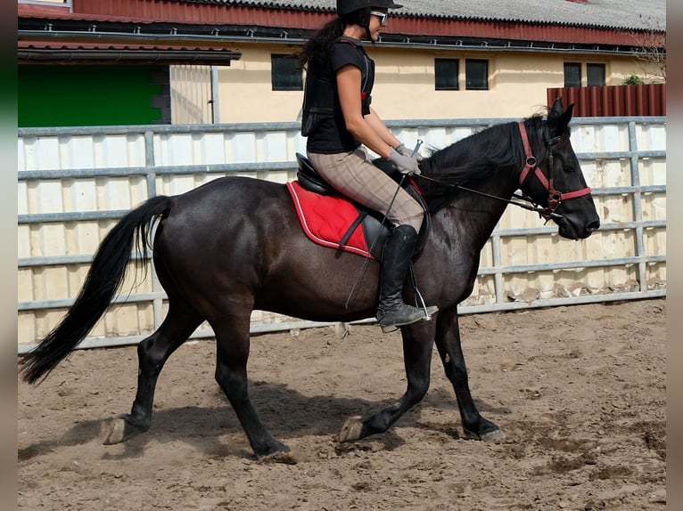 Meer ponys/kleine paarden Ruin 8 Jaar 144 cm Zwart in Rudersdorf