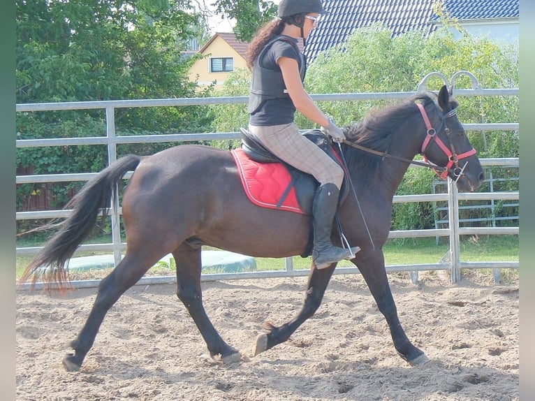 Meer ponys/kleine paarden Ruin 8 Jaar 144 cm Zwart in Rudersdorf
