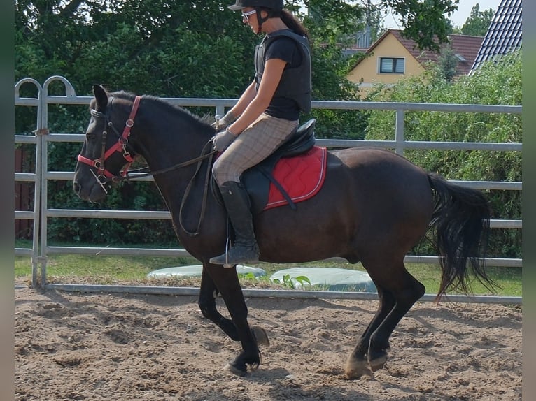 Meer ponys/kleine paarden Ruin 8 Jaar 144 cm Zwart in Rudersdorf