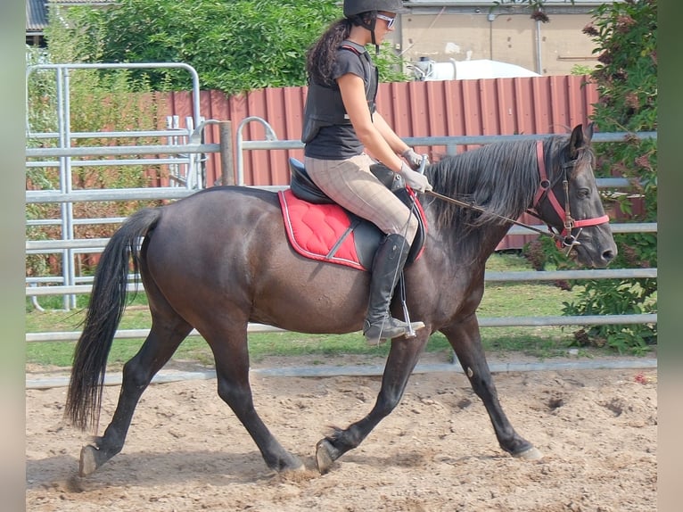 Meer ponys/kleine paarden Ruin 8 Jaar 144 cm Zwart in Rudersdorf