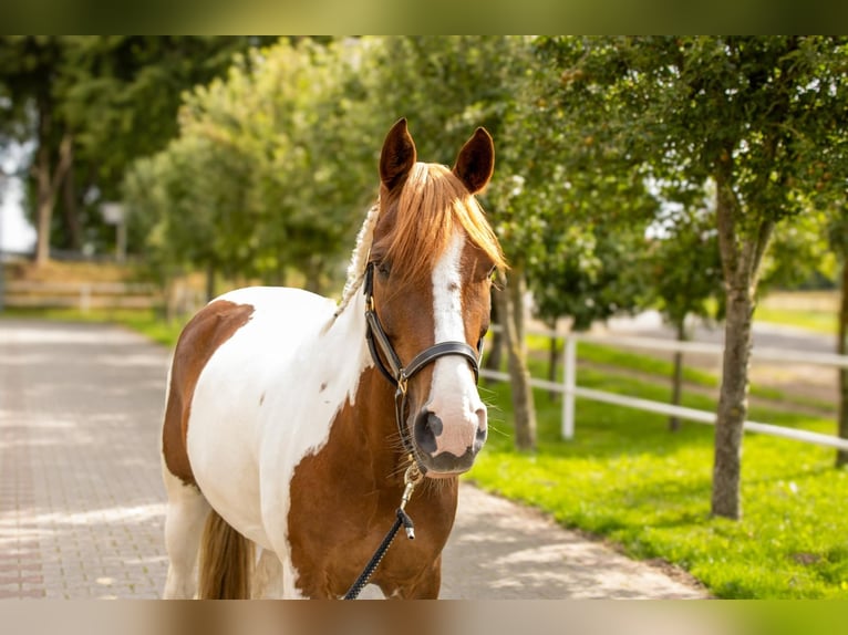 Meer ponys/kleine paarden Ruin 8 Jaar 145 cm Gevlekt-paard in Werne