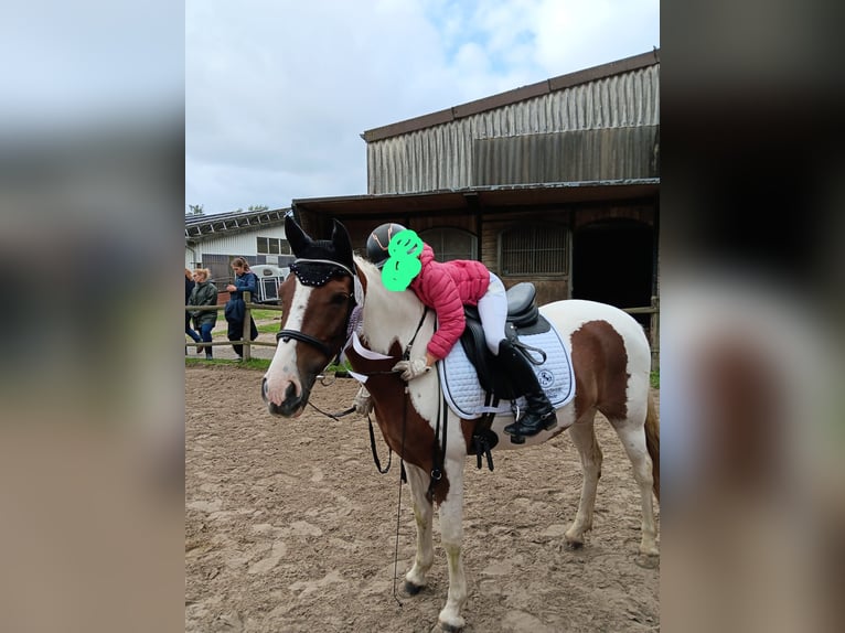 Meer ponys/kleine paarden Ruin 8 Jaar 145 cm Gevlekt-paard in Werne