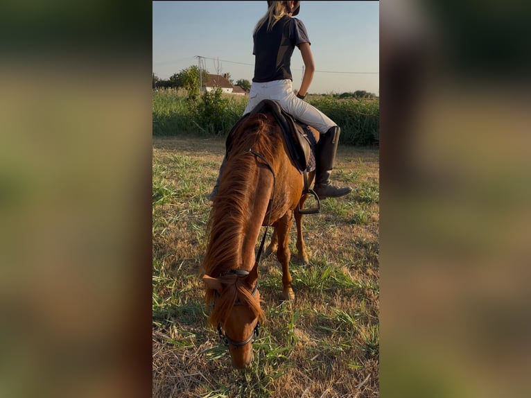 Meer ponys/kleine paarden Ruin 8 Jaar 145 cm Vos in Békés