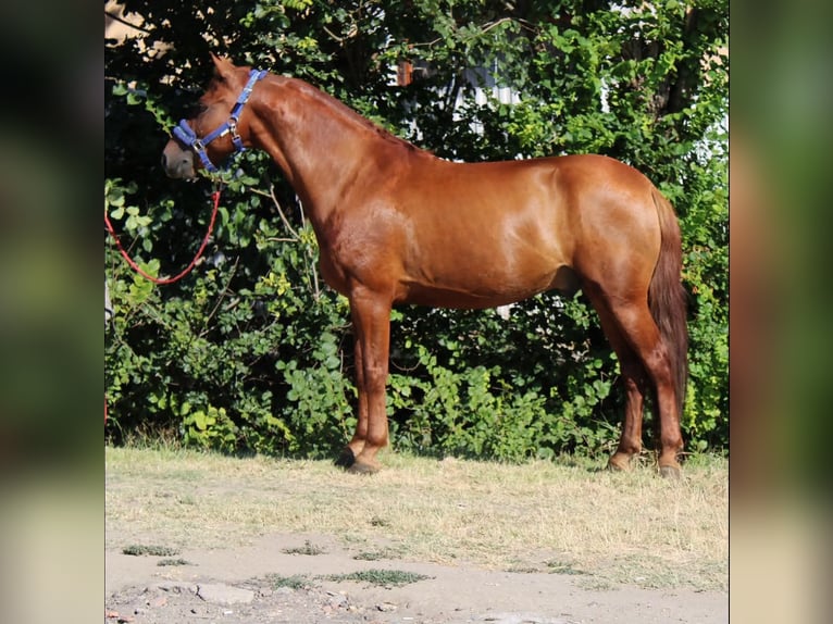 Meer ponys/kleine paarden Ruin 8 Jaar 145 cm Vos in Békés