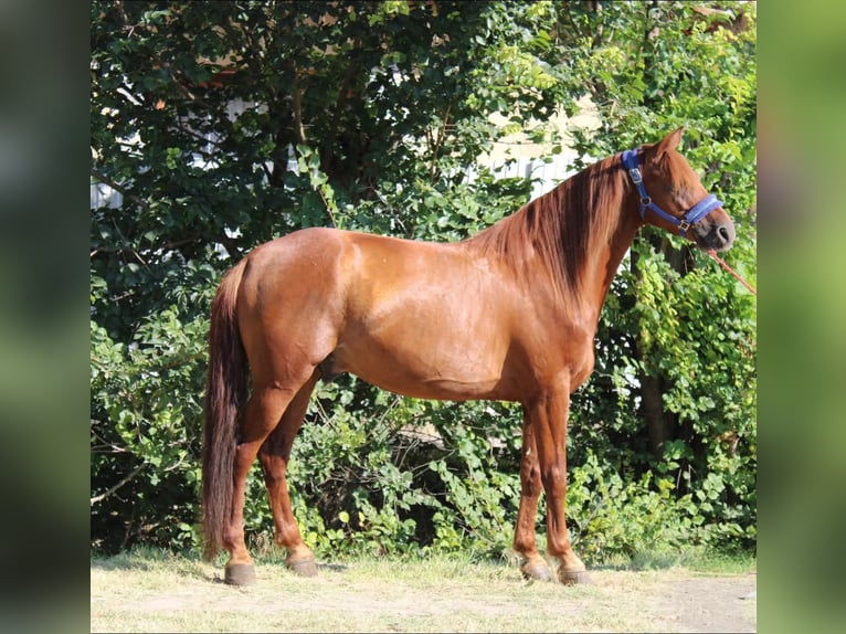 Meer ponys/kleine paarden Ruin 8 Jaar 145 cm Vos in Békés