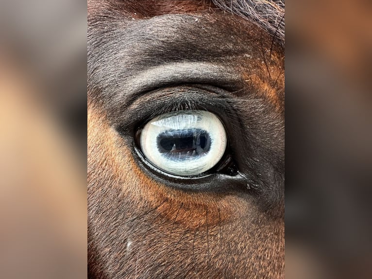 Meer ponys/kleine paarden Ruin 8 Jaar 146 cm Bruin in Vollrathsruhe