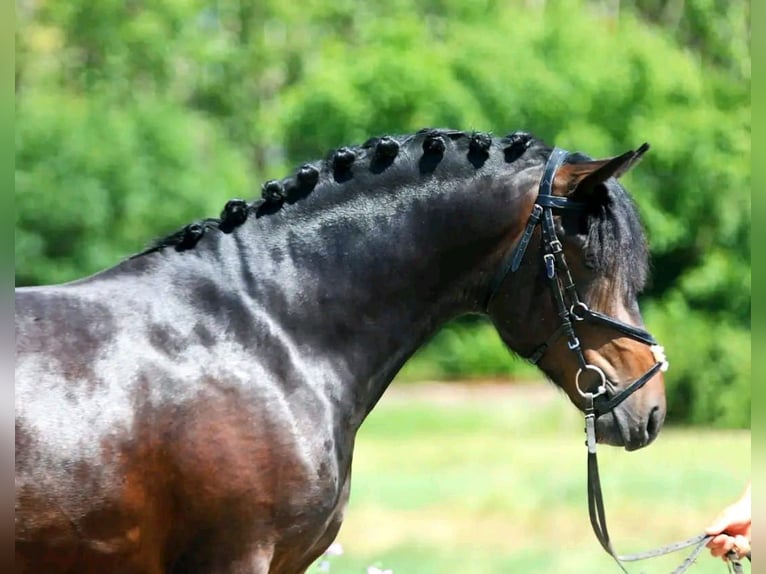 Meer ponys/kleine paarden Ruin 8 Jaar 155 cm Bruin in B&#xE9;k&#xE9;scsaba