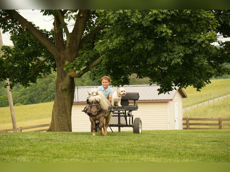 Meer ponys/kleine paarden Ruin 8 Jaar 79 cm in Fresno, OH