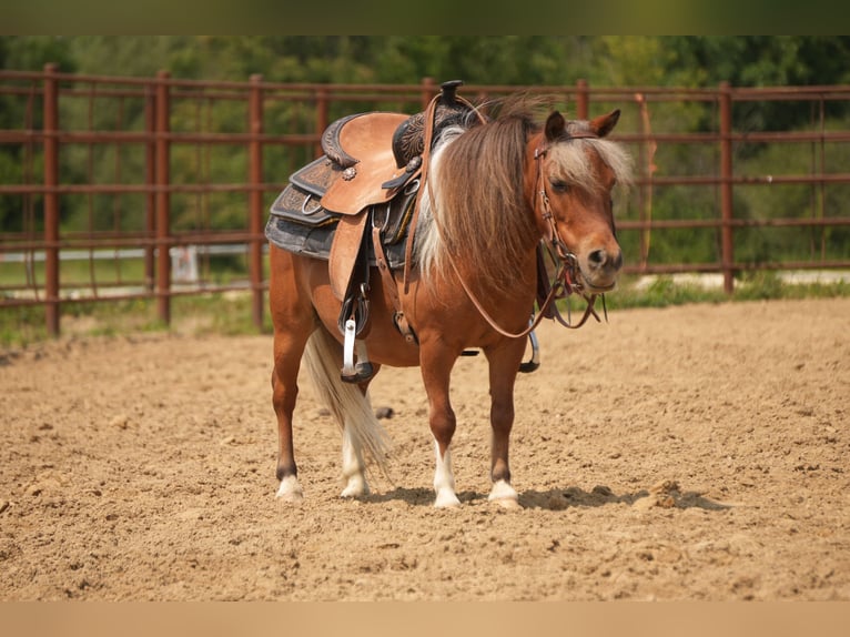 Meer ponys/kleine paarden Ruin 8 Jaar 86 cm Gevlekt-paard in Fresno