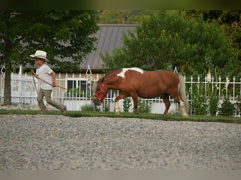 Meer ponys/kleine paarden Ruin 8 Jaar 86 cm Gevlekt-paard in Fresno