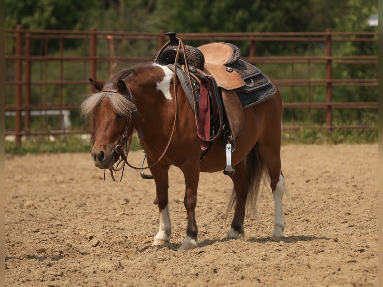 Meer ponys/kleine paarden Ruin 8 Jaar 86 cm Gevlekt-paard in Fresno