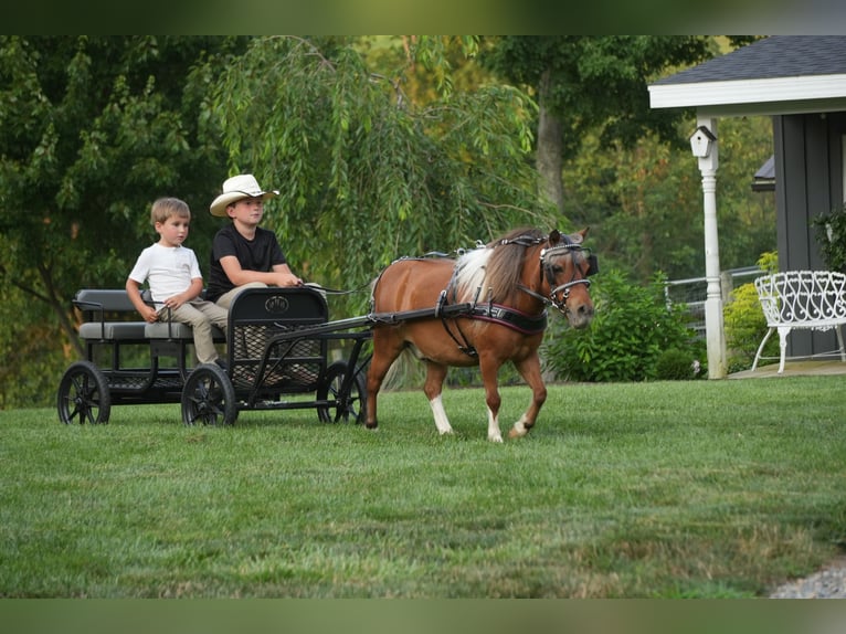 Meer ponys/kleine paarden Ruin 8 Jaar 86 cm Gevlekt-paard in Fresno