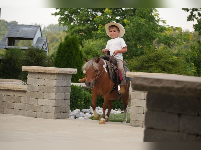 Meer ponys/kleine paarden Ruin 8 Jaar 86 cm Gevlekt-paard in Fresno