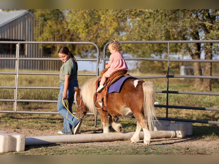 Meer ponys/kleine paarden Ruin 8 Jaar 86 cm Gevlekt-paard in Forney
