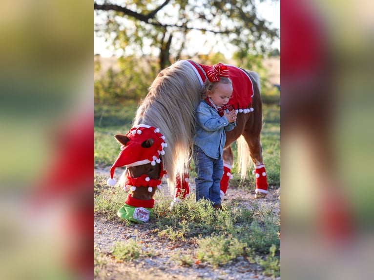 Meer ponys/kleine paarden Ruin 8 Jaar 86 cm Gevlekt-paard in Forney
