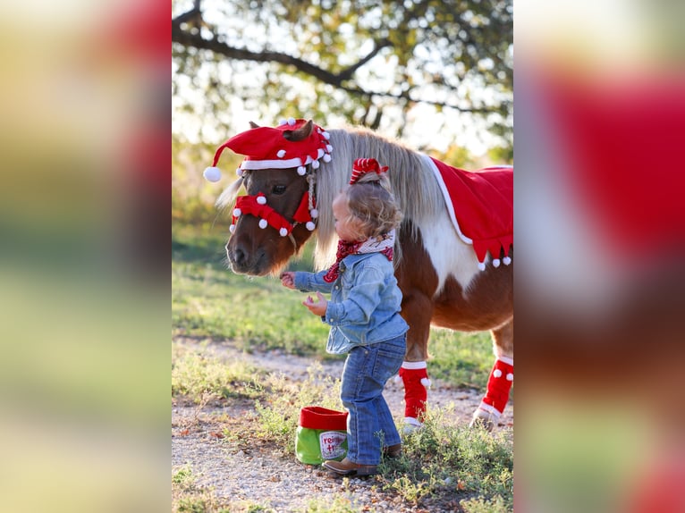 Meer ponys/kleine paarden Ruin 8 Jaar 86 cm Gevlekt-paard in Forney