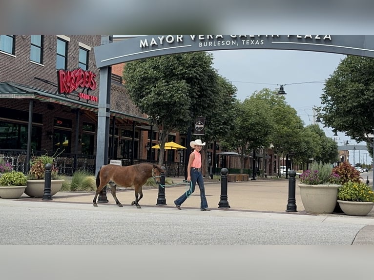 Meer ponys/kleine paarden Ruin 8 Jaar 97 cm Roodbruin in Cleburne