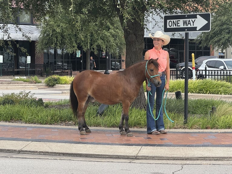 Meer ponys/kleine paarden Ruin 8 Jaar 97 cm Roodbruin in Cleburne
