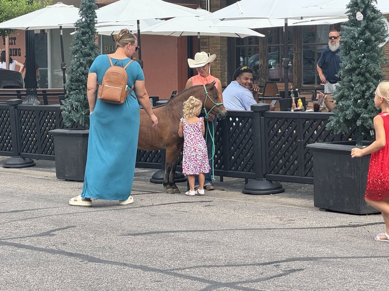Meer ponys/kleine paarden Ruin 8 Jaar 97 cm Roodbruin in Cleburne