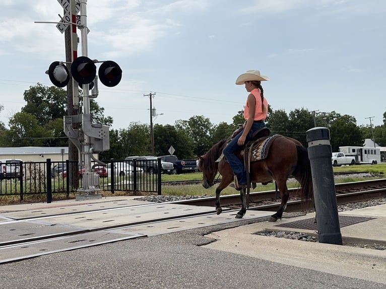 Meer ponys/kleine paarden Ruin 8 Jaar 97 cm Roodbruin in Cleburne