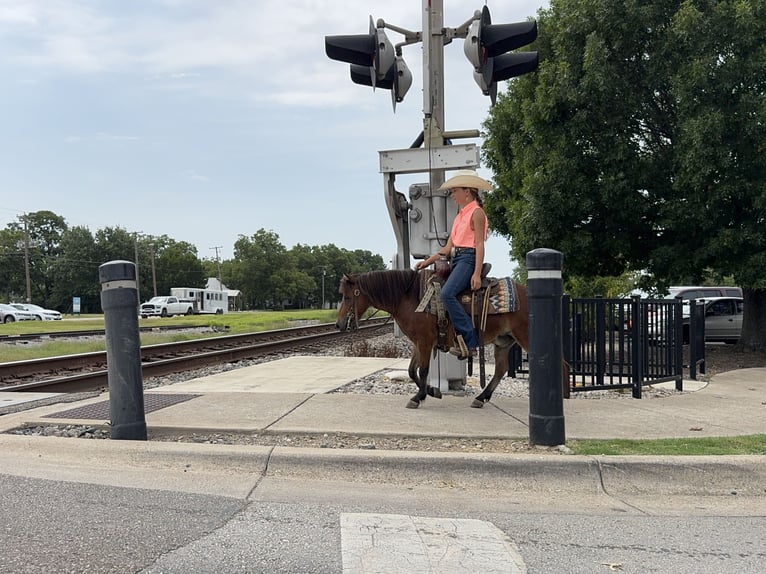Meer ponys/kleine paarden Ruin 8 Jaar 97 cm Roodbruin in Cleburne