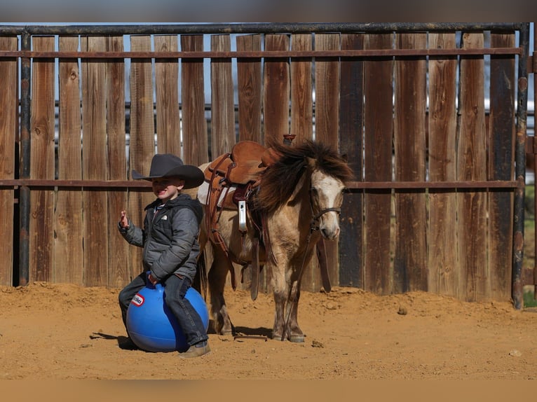 Meer ponys/kleine paarden Ruin 8 Jaar 98 cm Buckskin in Joshua