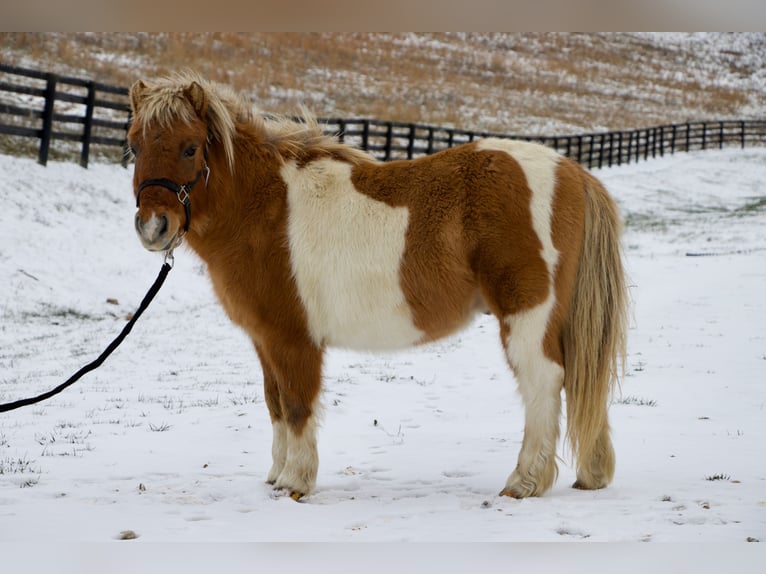 Meer ponys/kleine paarden Ruin 8 Jaar 99 cm Bruin in Paris