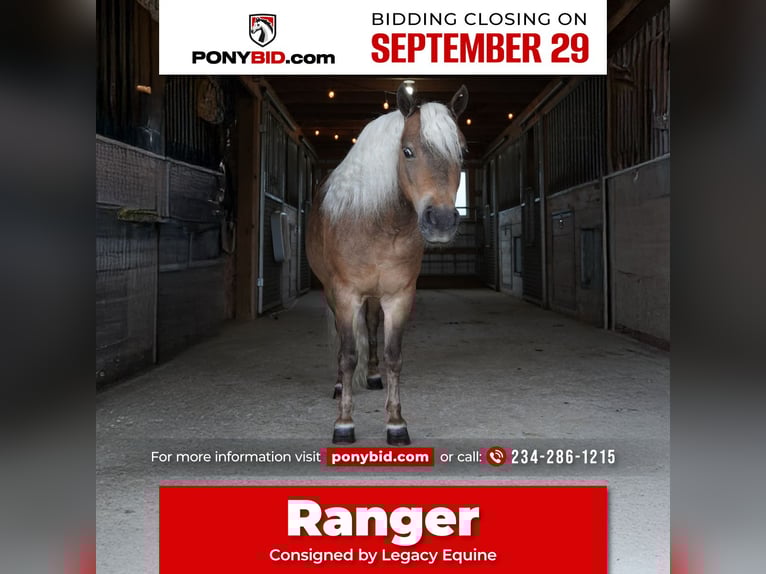 Meer ponys/kleine paarden Ruin 8 Jaar 99 cm Buckskin in Fredericksburg