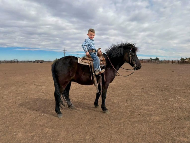 Meer ponys/kleine paarden Ruin 8 Jaar Zwart in Canyon