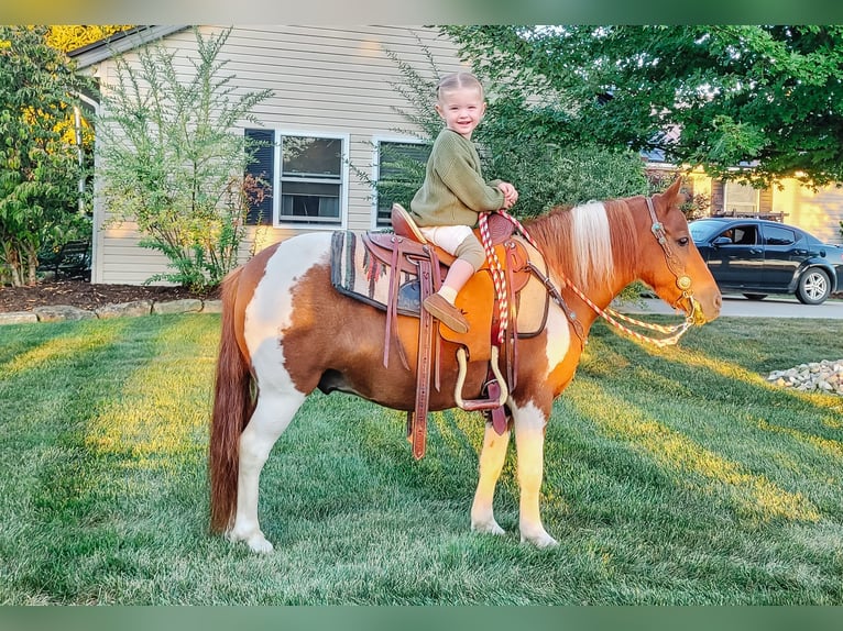 Meer ponys/kleine paarden Ruin 9 Jaar 102 cm Gevlekt-paard in Dundee