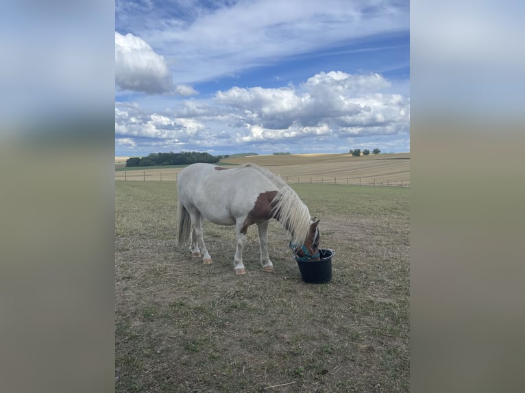Meer ponys/kleine paarden Ruin 9 Jaar 105 cm Gevlekt-paard in Saint-Martin-sur-Ocre