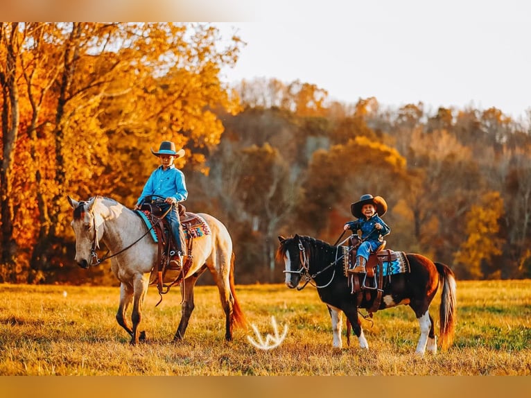 Meer ponys/kleine paarden Ruin 9 Jaar 107 cm Gevlekt-paard in Lyles