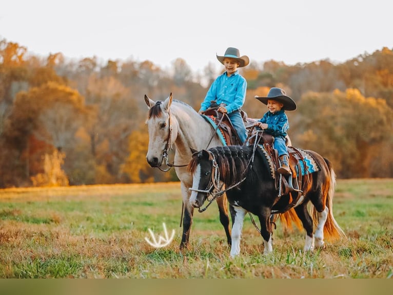 Meer ponys/kleine paarden Ruin 9 Jaar 107 cm Gevlekt-paard in Lyles
