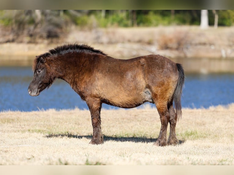 Meer ponys/kleine paarden Ruin 9 Jaar 107 cm Roodbruin in Forney