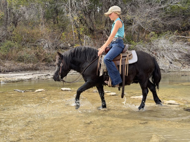 Meer ponys/kleine paarden Ruin 9 Jaar 109 cm Zwart in Cleburne