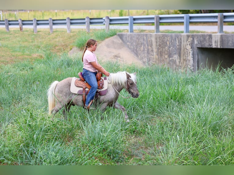Meer ponys/kleine paarden Ruin 9 Jaar 112 cm Buckskin in Forney