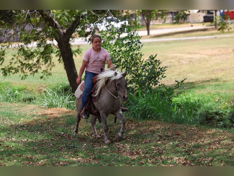 Meer ponys/kleine paarden Ruin 9 Jaar 112 cm Buckskin in Forney