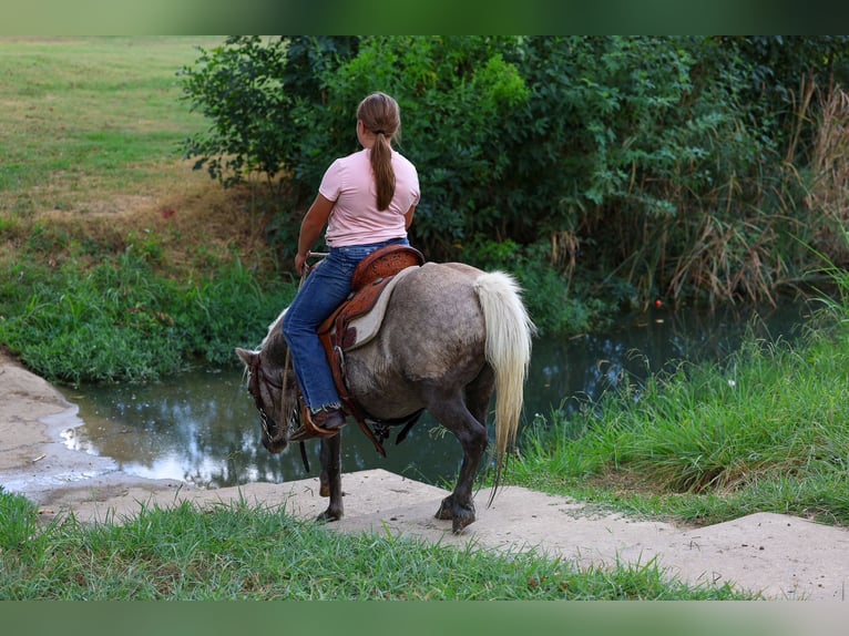 Meer ponys/kleine paarden Ruin 9 Jaar 112 cm Buckskin in Forney