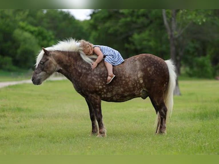 Meer ponys/kleine paarden Ruin 9 Jaar 112 cm Buckskin in Forney