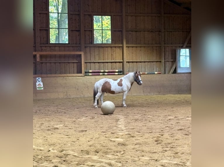 Meer ponys/kleine paarden Mix Ruin 9 Jaar 115 cm Gevlekt-paard in Wasseralfingen