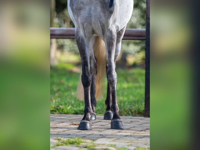 Meer ponys/kleine paarden Ruin 9 Jaar 118 cm  in GROTE-BROGEL
