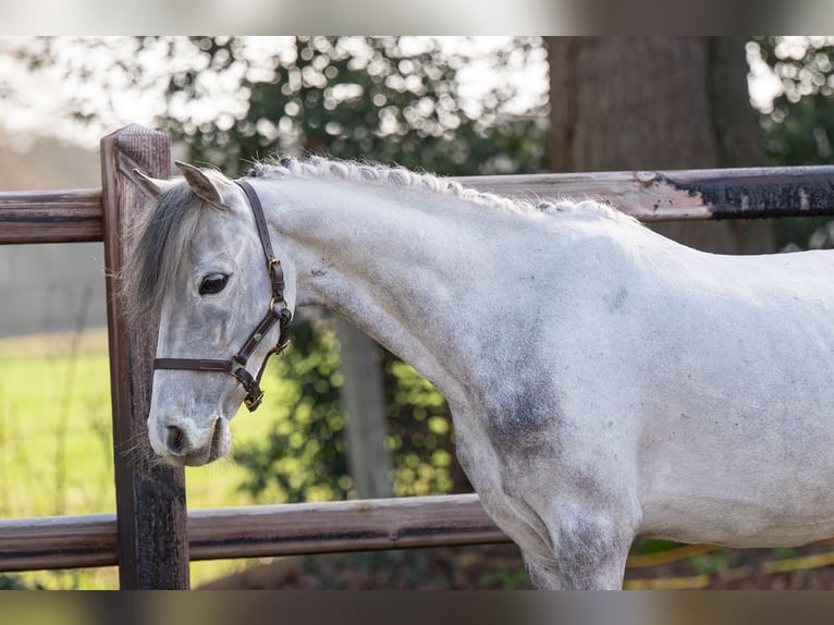 Meer ponys/kleine paarden Ruin 9 Jaar 118 cm  in GROTE-BROGEL